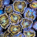 Alien AntiVenom Zoa