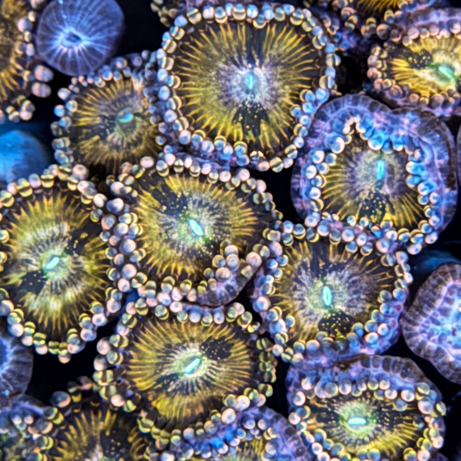 Alien AntiVenom Zoa