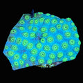 Cyphastrea