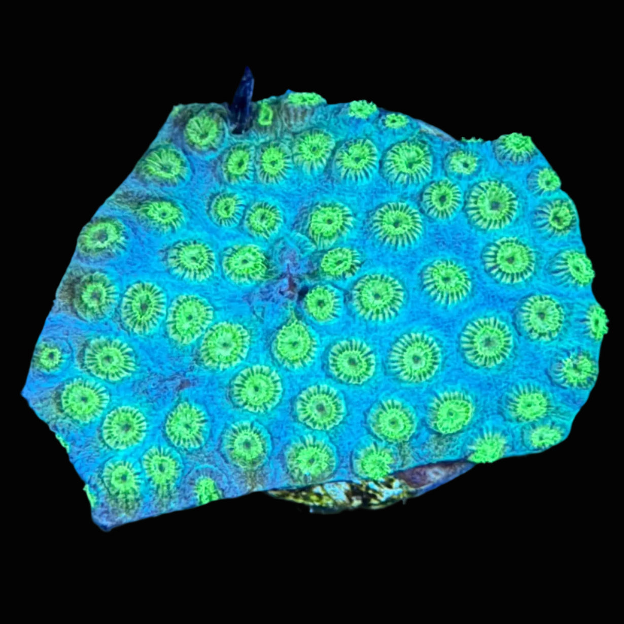 Cyphastrea