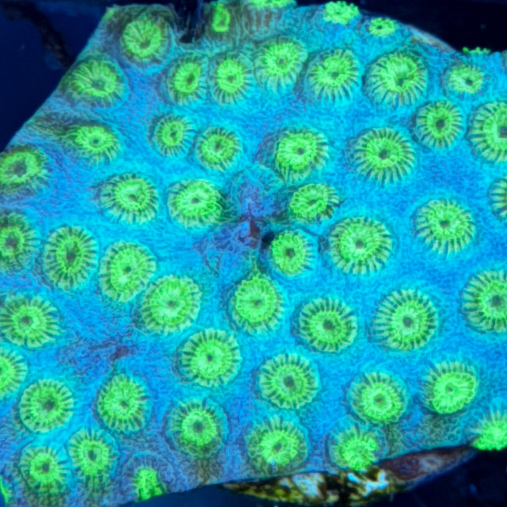 Cyphastrea