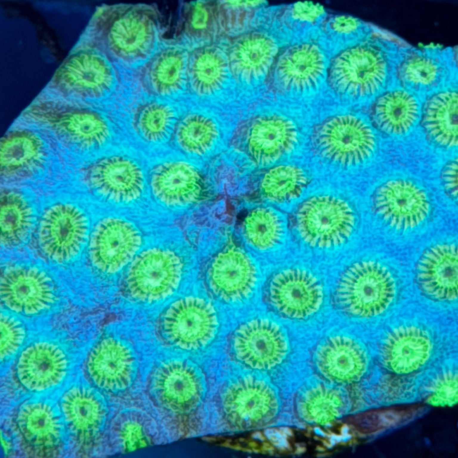 Cyphastrea