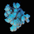 Sinularia Leather