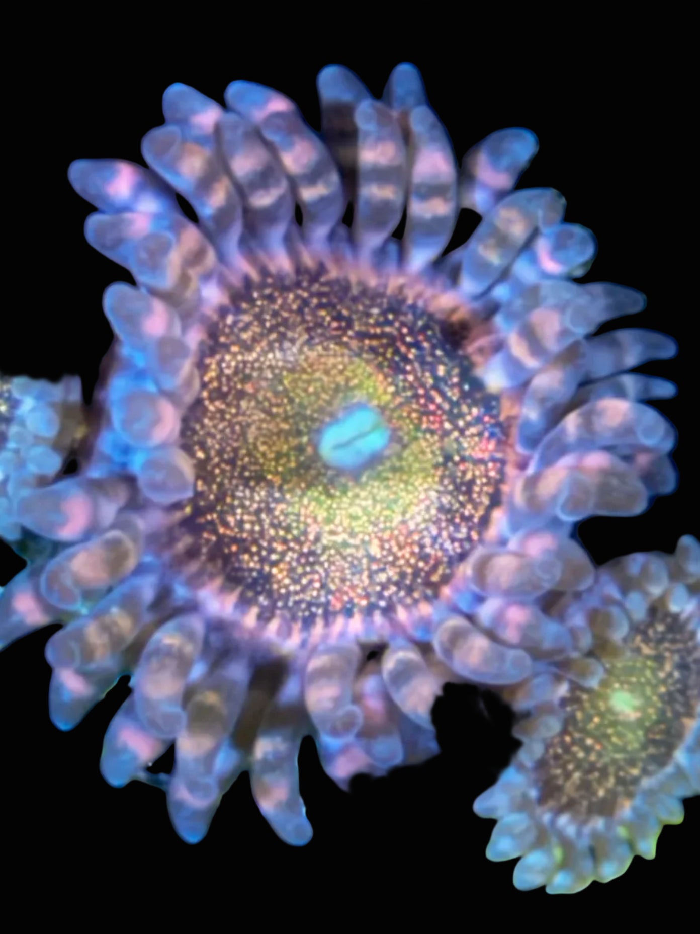 Mohawk Zoa