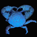 Emerald Crab
