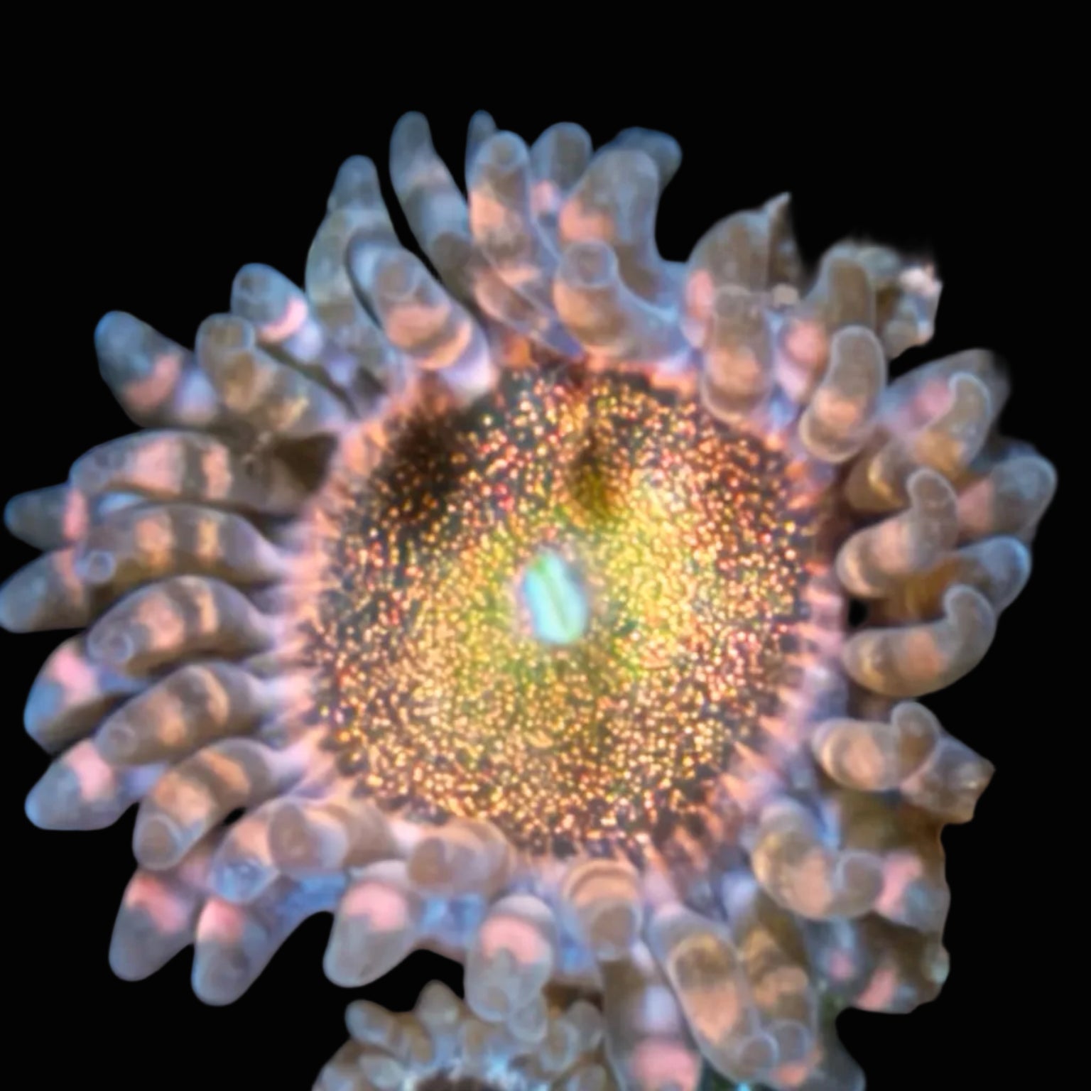 Mohawk Zoa