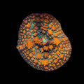 Orange Flamethrower St. Thomas Bounce Mushroom