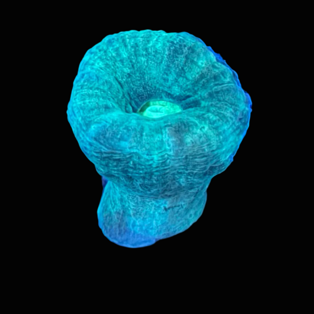 Teal Candy Cane