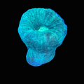 Teal Candy Cane