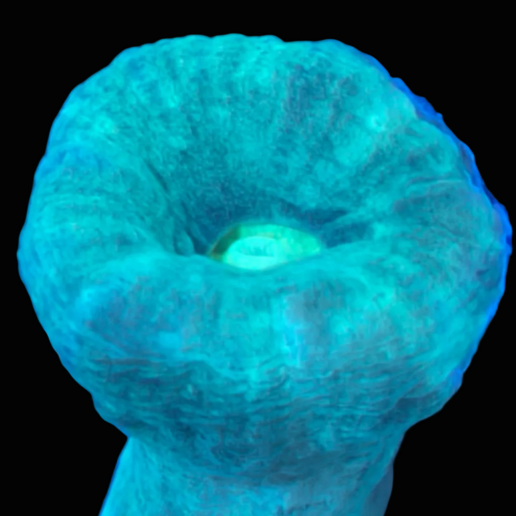 Teal Candy Cane