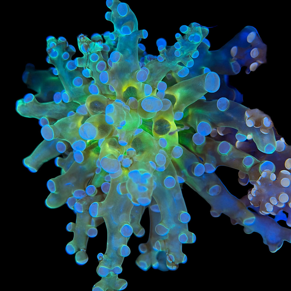 Neon Blue & Yellow Octospawn