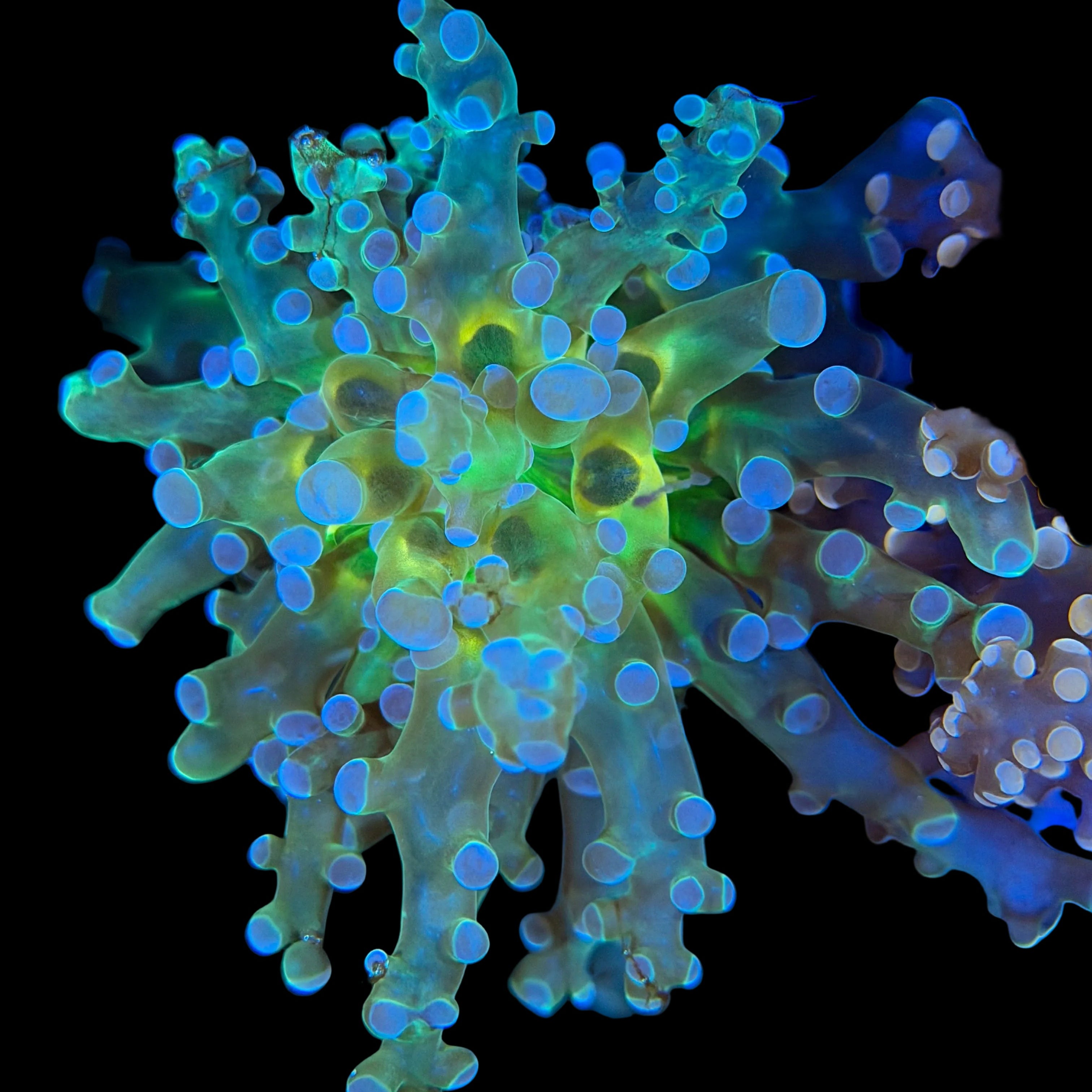 Neon Blue & Yellow Octospawn