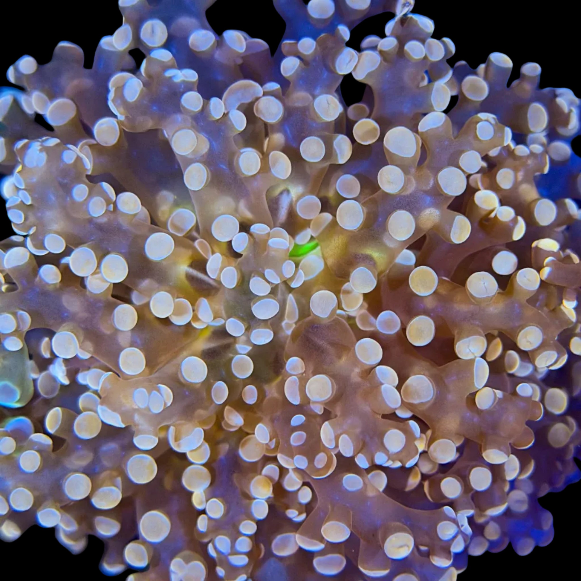 Peach Octospawn