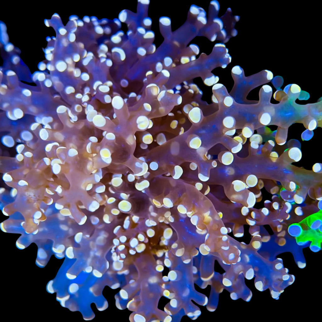 Peach Octospawn