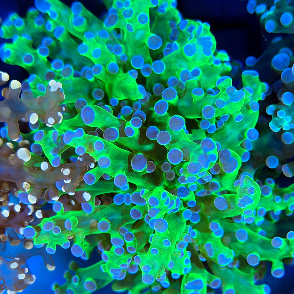 Neon Green Octospawn