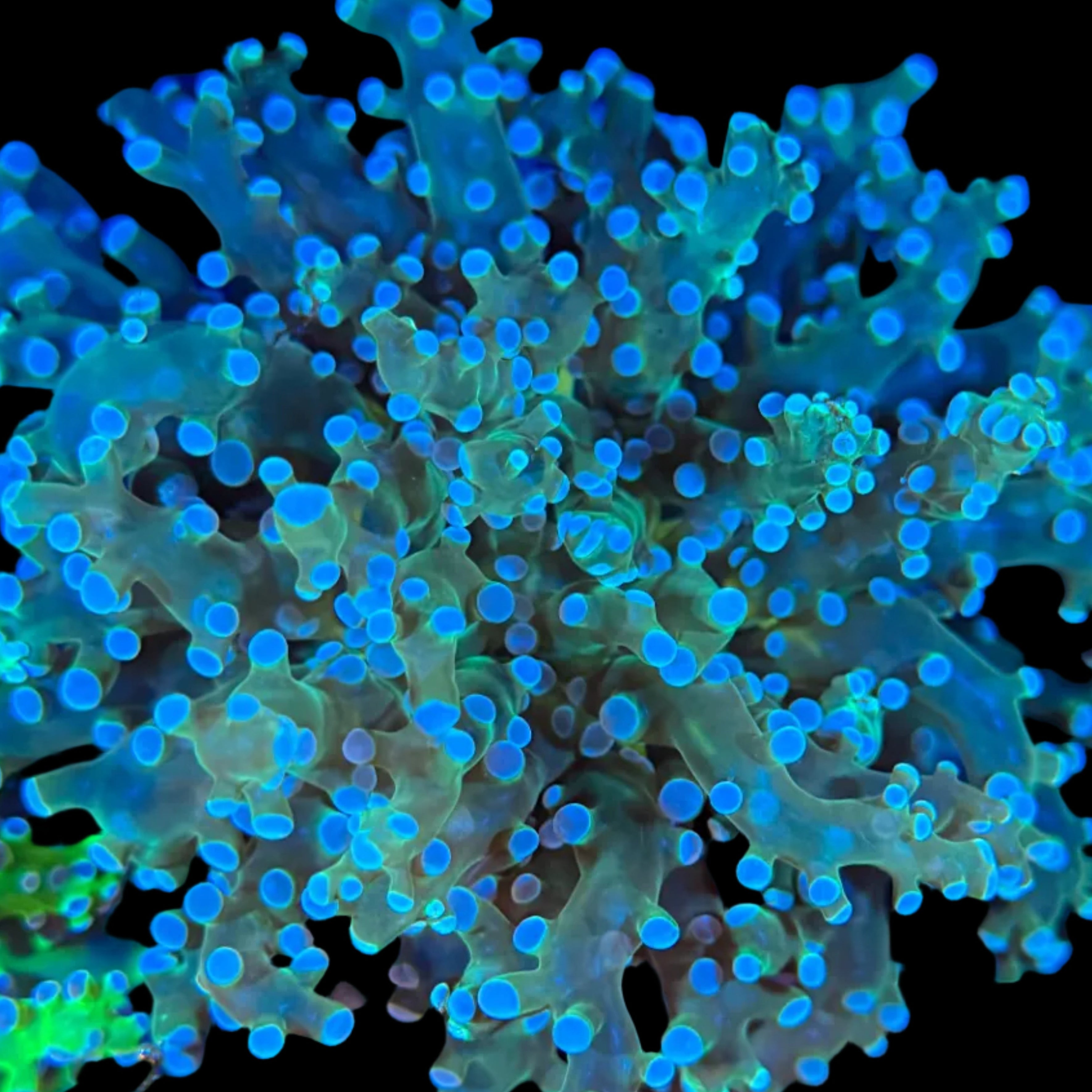 Blue Green Octospwan