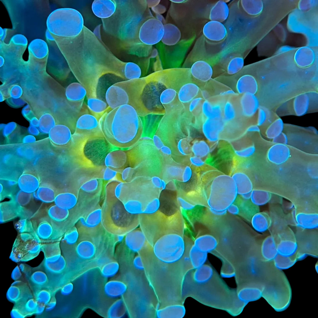 Neon Blue & Yellow Octospawn