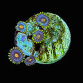 Zoa - 6
