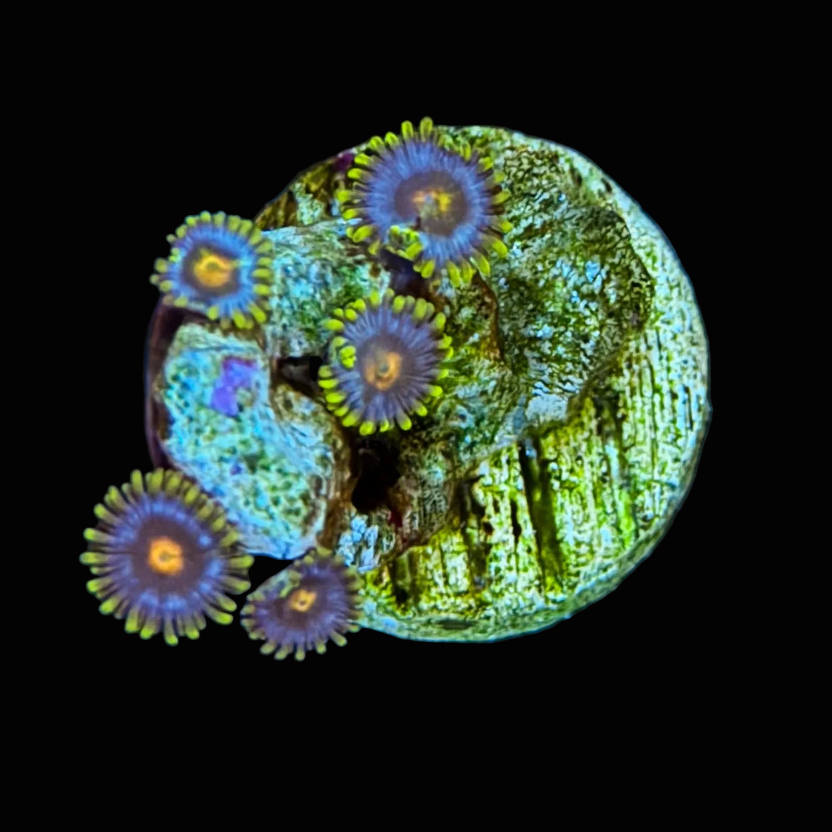 Zoa - 6