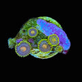 Zoa - 7