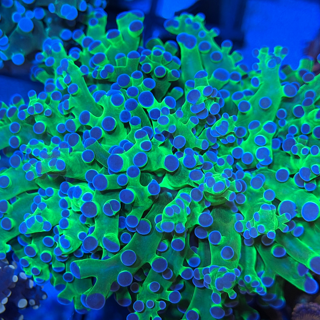 Neon Green Octospawn