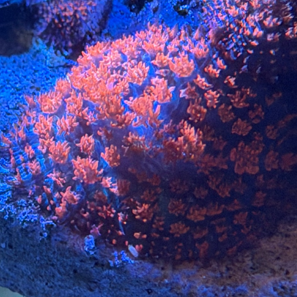 Orange Flamethrower St. Thomas Bounce Mushroom