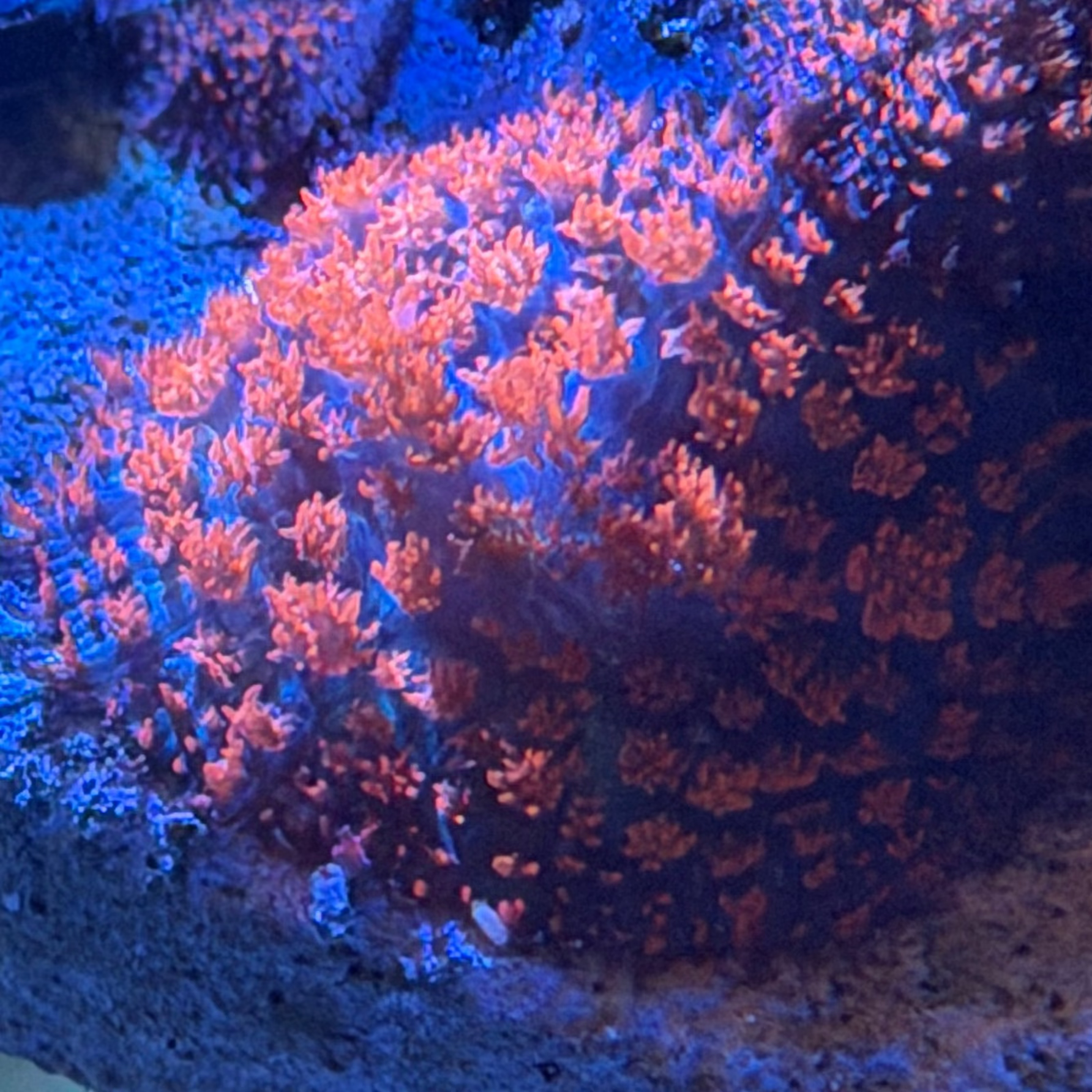Orange Flamethrower St. Thomas Bounce Mushroom