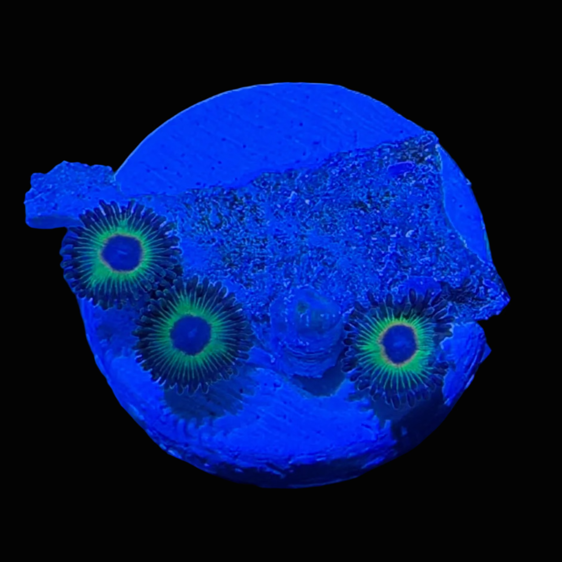 2 - Bob Marley Zoa Frag
