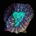 Symphyilla