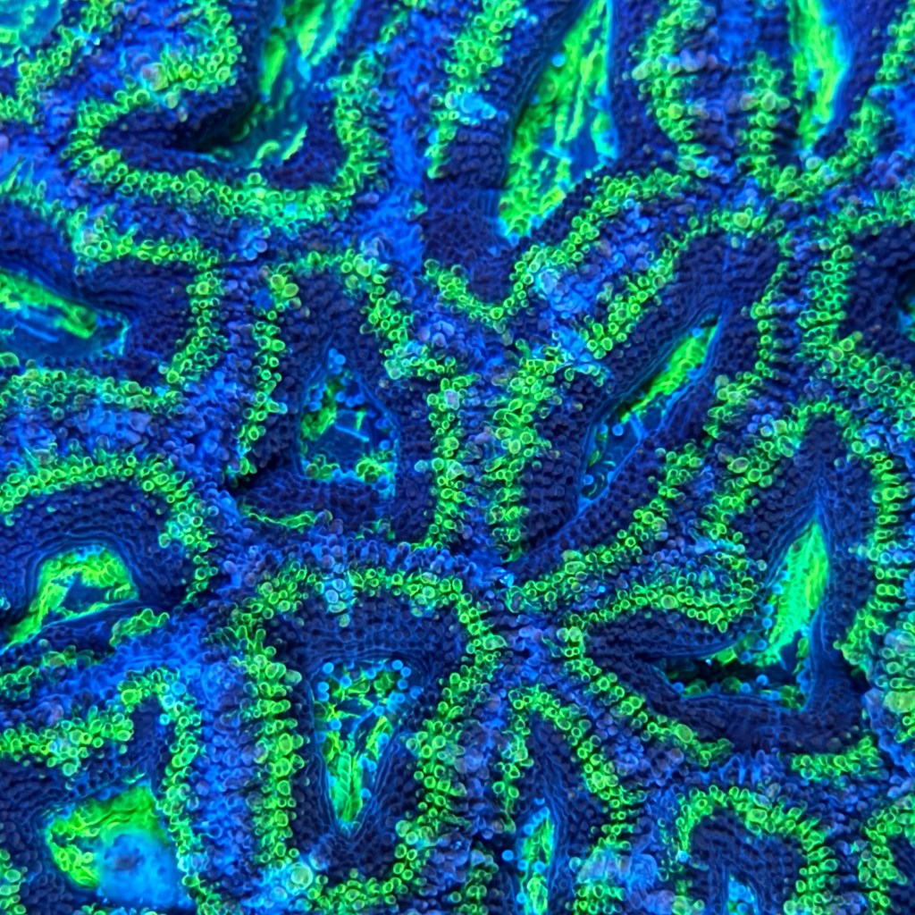 Green/Blue Acan Colony