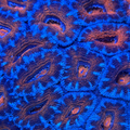 Orange/Blue Acan Colony