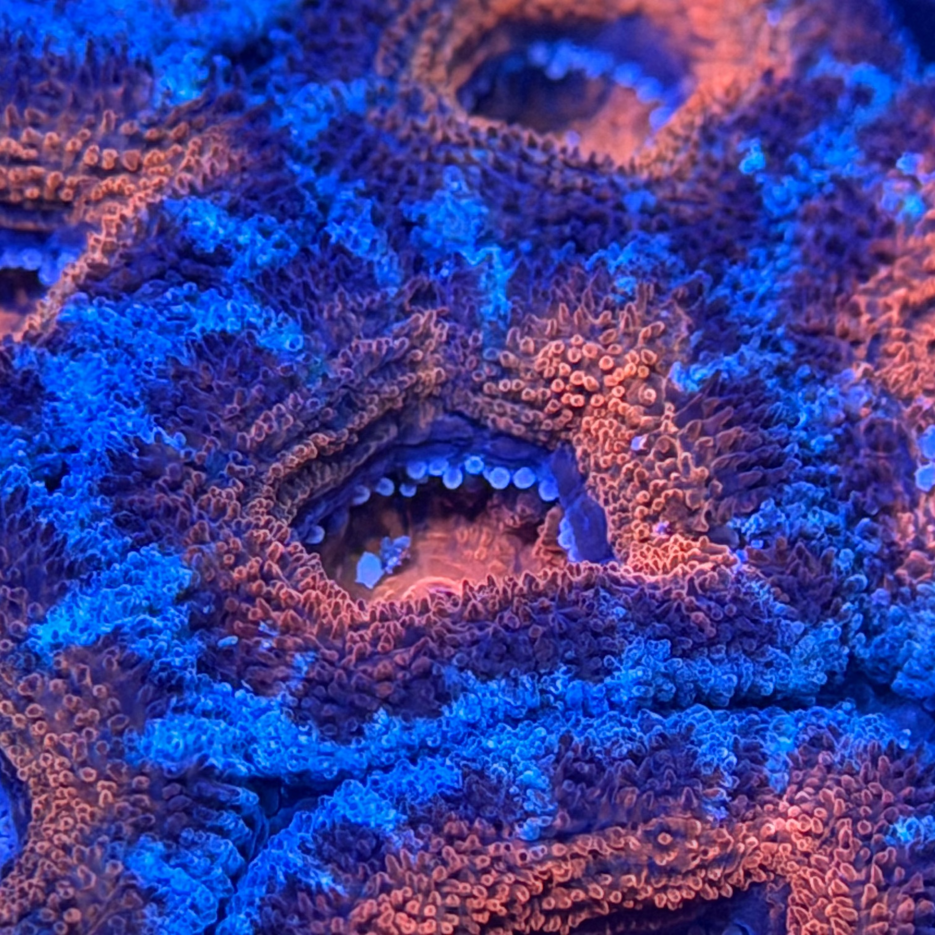 Orange/Blue Acan Colony