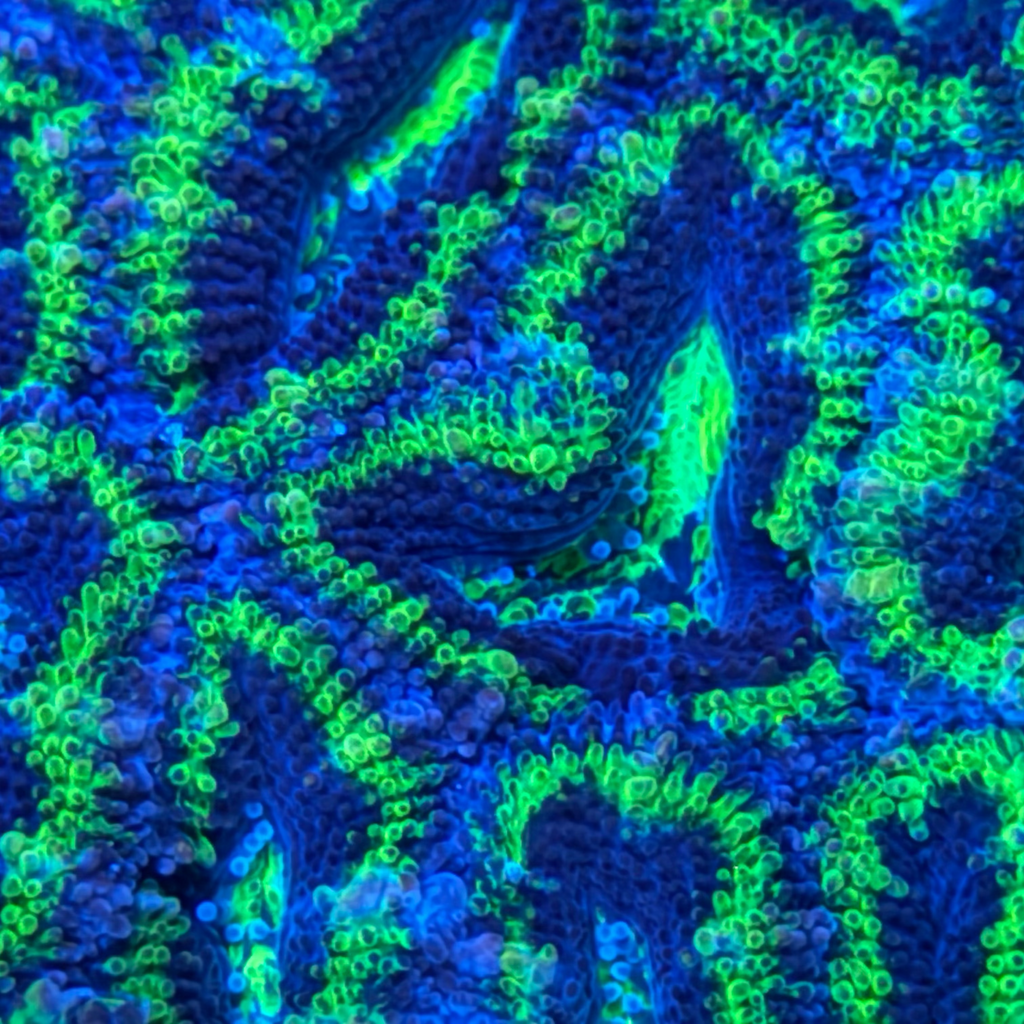 Green/Blue Acan Colony