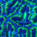 Green/Blue Acan Colony