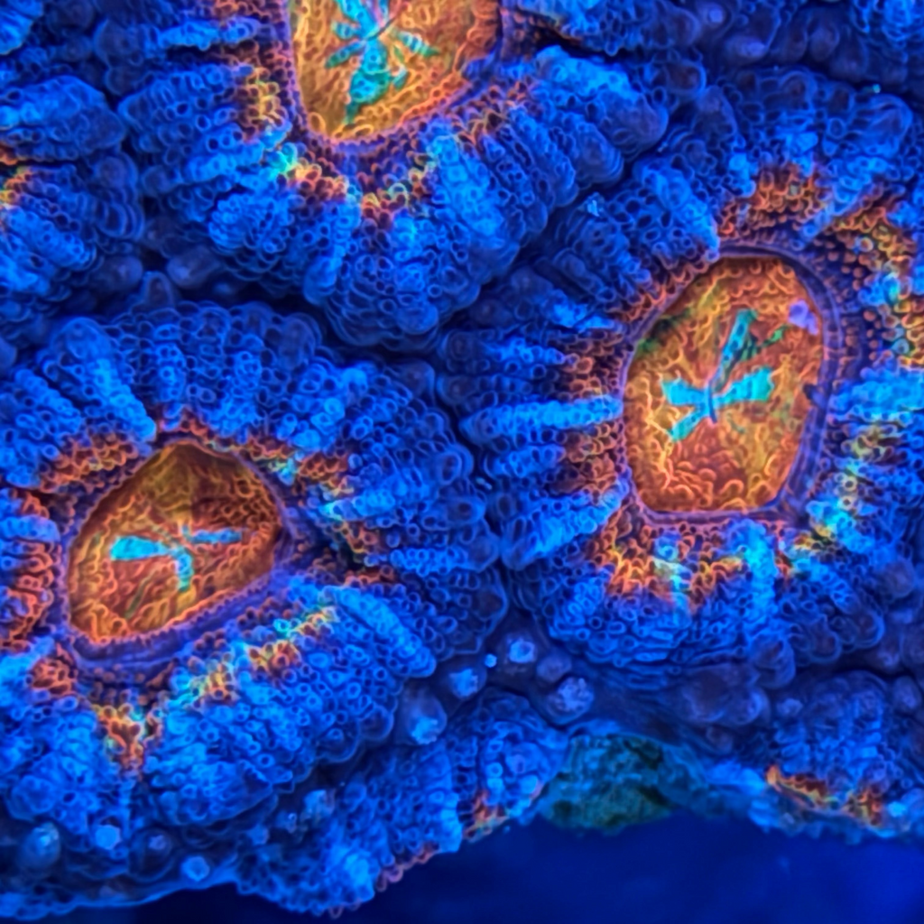 Rainbow Acan Colony