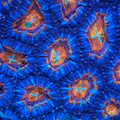 Rainbow Acan Colony