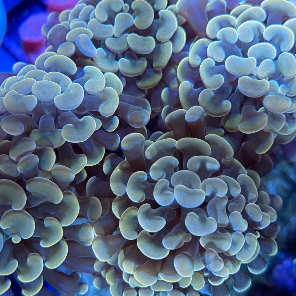 Gold Hammer Colony