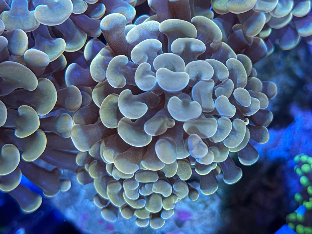 Gold Hammer Colony