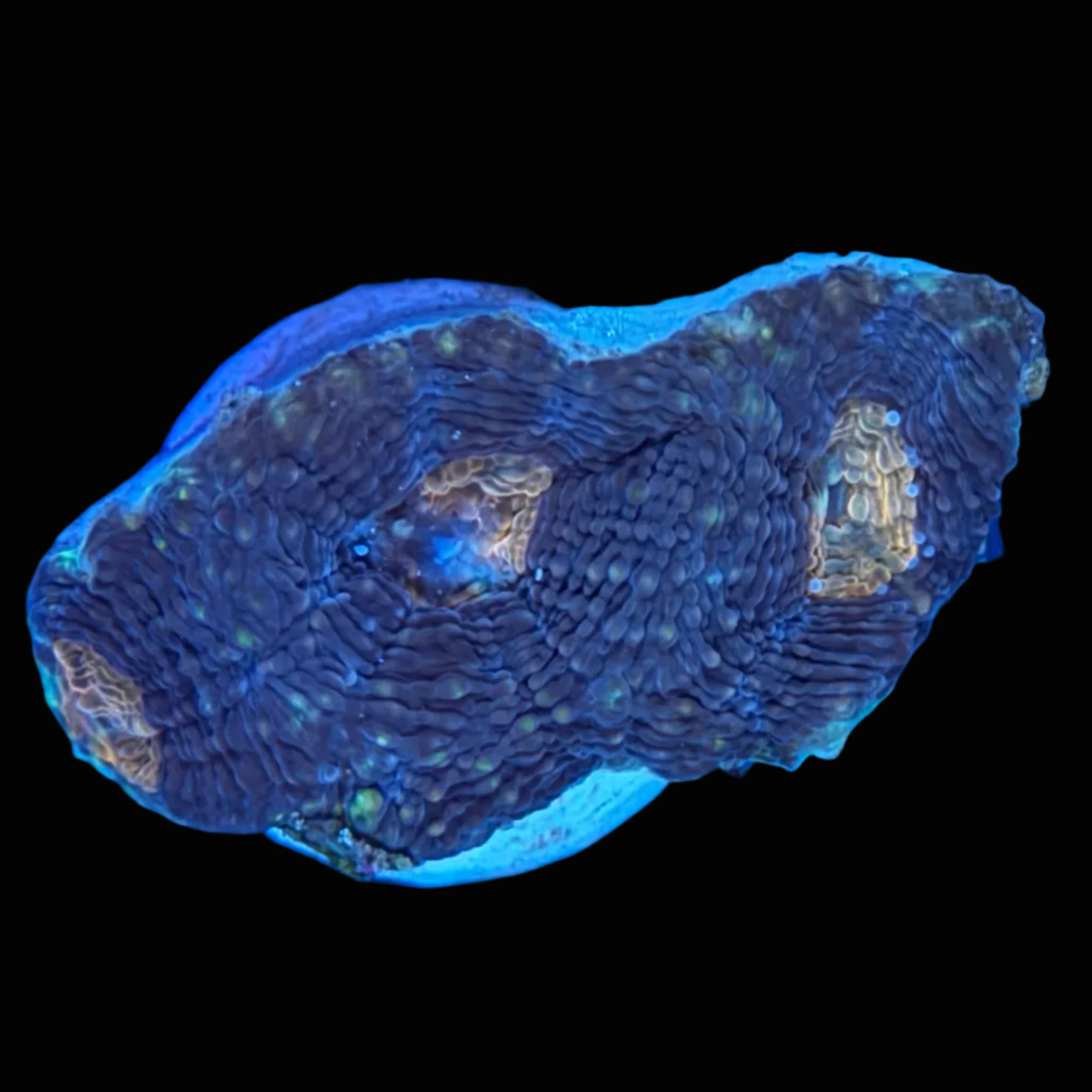 Acanthastrea Echinata