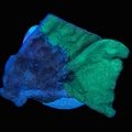 Pavona Coral