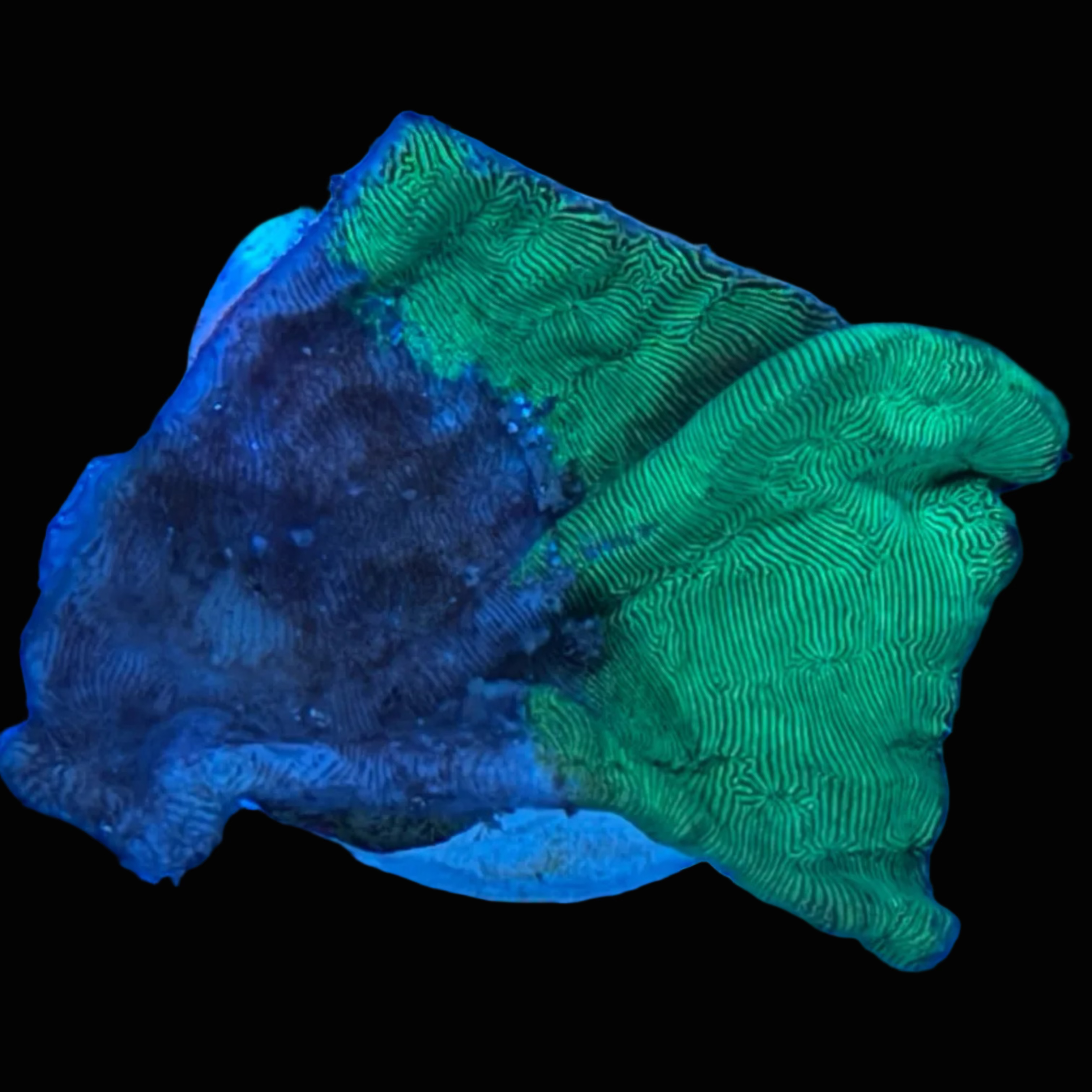 Pavona Coral