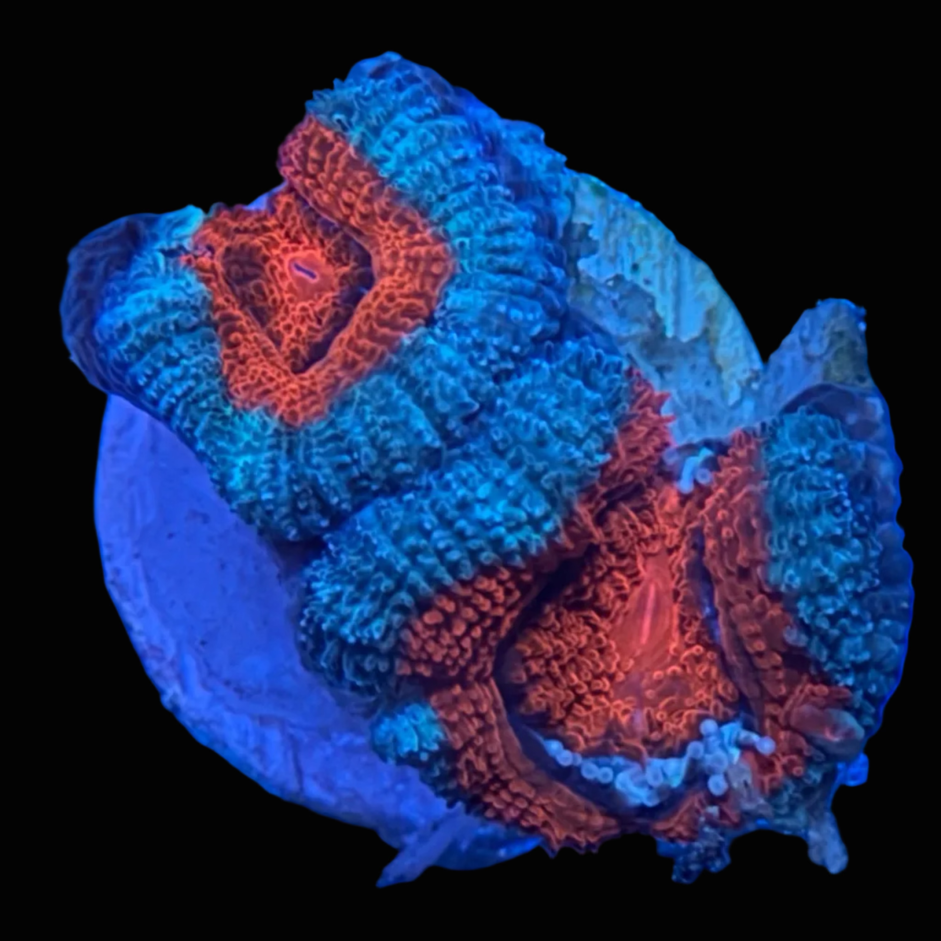 Acan Frag