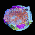 Orange Rhodactis Mushroom