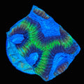 Brain Coral