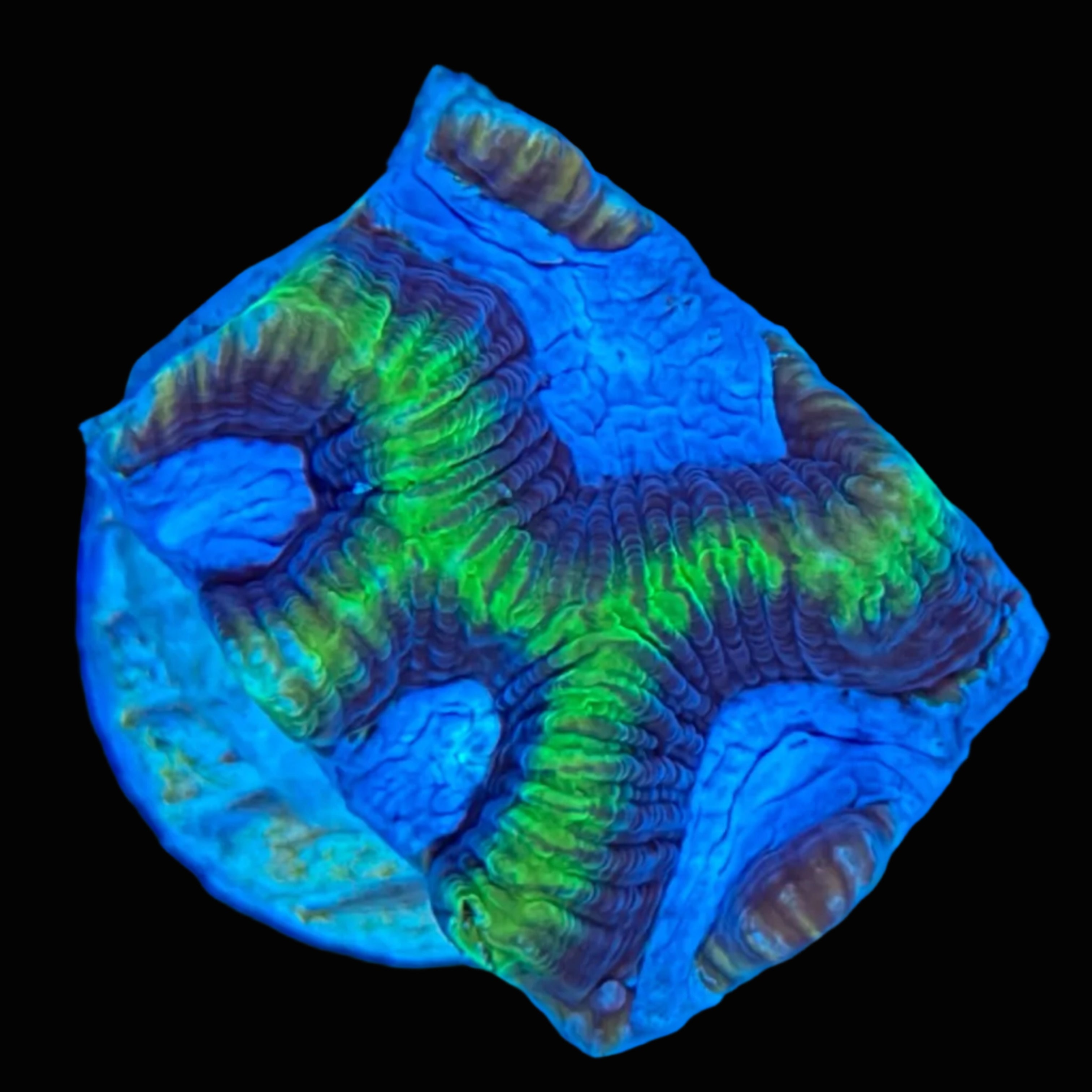 Brain Coral