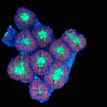 Blasto Frag