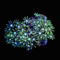 GSP Frag
