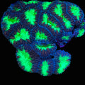 Neon Blasto Colony