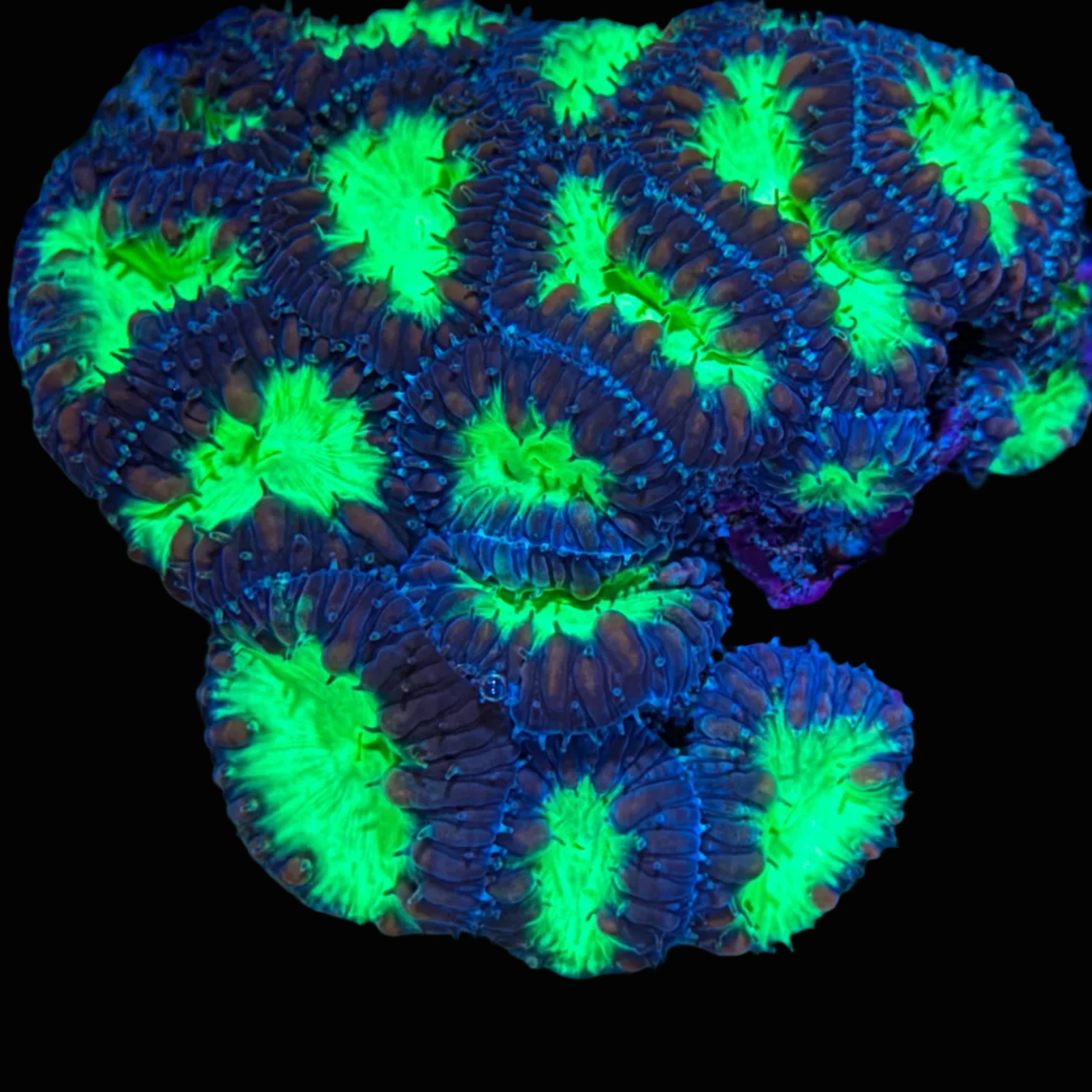 Neon Blasto Colony