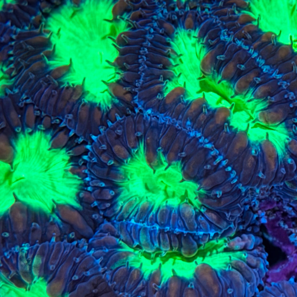 Neon Blasto Colony